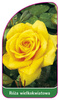 Trandafir cu flori mari Nr. 203