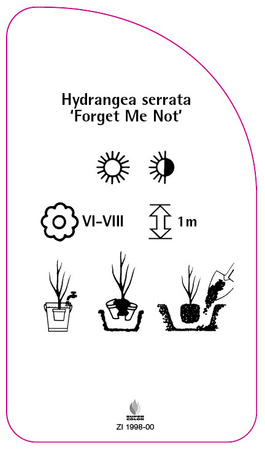 Hydrangea serrata 'Forget Me Not'