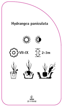 Hydrangea paniculata