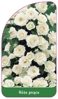 Pnoucí růže č. 310