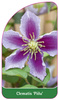 Clematis 'Piilu'