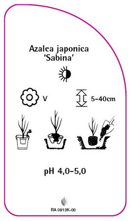 Azalea japonica 'Sabina'