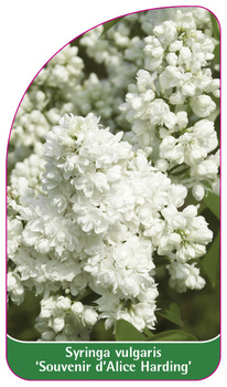 Syringa vulgaris 'Souvenir d'Alice Harding'