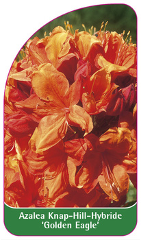 Azalea Knap-Hill-Hybride 'Golden Eagle'