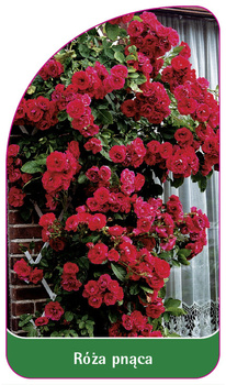 Róza pnąca Nr. 312