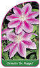 Clematis 'Dr. Ruppel'