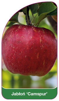 Jablon 'Camspur'