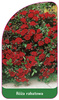 Róza rabatowa Nr. 100