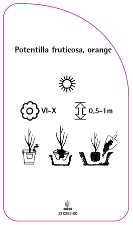 Potentilla fruticosa, orange