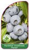 Vaccinium corymbosum 'Patriot'