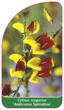 Cytisus scoparius 'Andreanus Splendens'