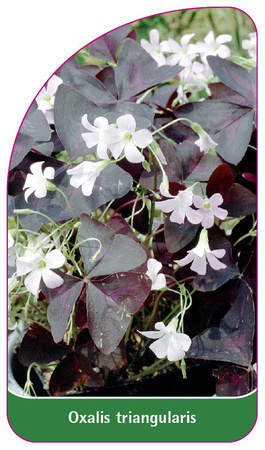 Oxalis triangularis