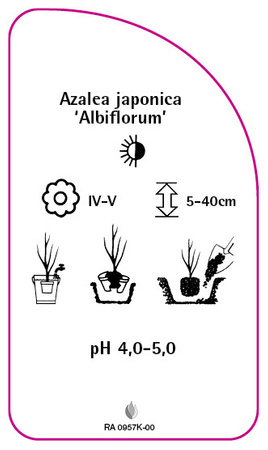 Azalea japonica 'Albiflorum'