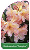 Rhododendron 'Orangina'