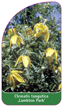 Clematis tangutica 'Lambton Park'