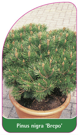 Pinus nigra 'Brepo'