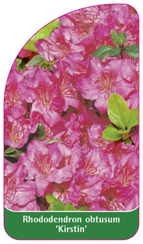 Rhododendron obtusum 'Kirstin'