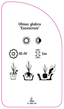 Ulmus glabra 'Exoniensis'