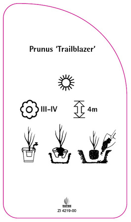 Prunus 'Trailblazer'