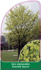 Acer platanoides 'Emerald Queen'