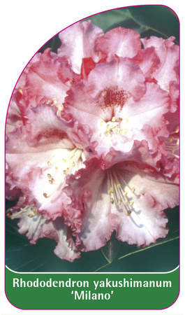 Rhododendron yakushimanum 'Milano'