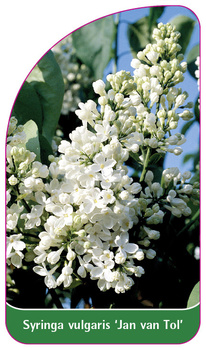 Syringa vulgaris 'Jan van Tol'