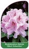 Rhododendron-Hybride 'Albert Schweitzer'