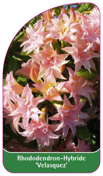 Rhododendron-Hybride 'Velasquez'