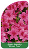 Azalea japonica 'Kleiner Prinz'