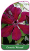 Clematis 'Allanah'