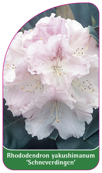 Rhododendron yakushimanum 'Schneverdingen'