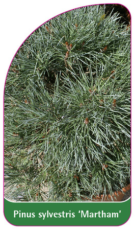 Pinus sylvestris 'Martham'