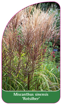 Miscanthus sinensis 'Rotsilber'