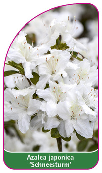 Azalea japonica 'Schneesturm'