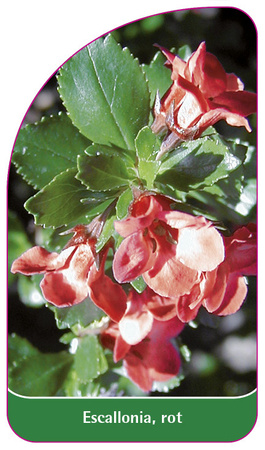 Escallonia, rot