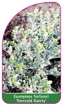 Euonymus fortunei 'Emerald Gaiety'