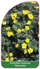 Potentilla fruticosa 'Arbuscula'