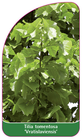 Tilia tomentosa 'Vratislaviensis'