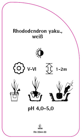 Rhododendron yakushimanum, weiß