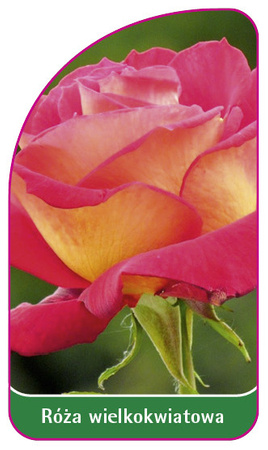 Róza wielkokwiatowa Nr. 235