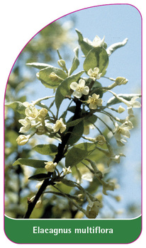 Elaeagnus multiflora