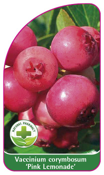Vaccinium corymbosum 'Pink Lemonade'