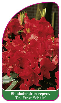 Rhododendron repens 'Dr. Ernst Schäle'