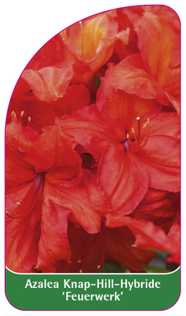 Azalea Knap-Hill-Hybride 'Feuerwerk'