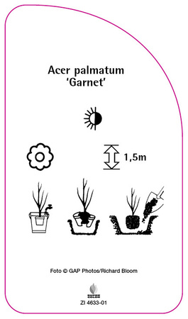 Acer palmatum 'Garnet'
