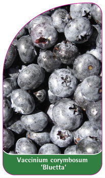 Vaccinium corymbosum 'Bluetta'