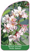 Nerium oleander 'Petite Salmon'
