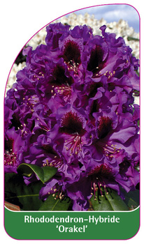 Rhododendron-Hybride 'Orakel'