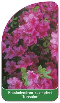 Rhododendron kaempferi 'Toreador'