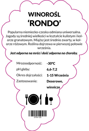 Winorośl Rondo
